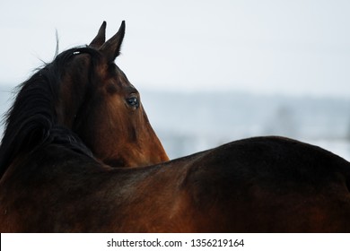 An abstract shot of the head of a horse taken from behind the back of the horse.