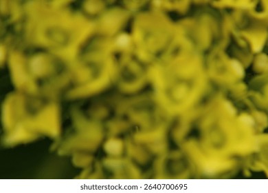abstract shot using bokeh focus on garden foiliage 