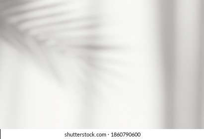 Abstract silhouette shadow white background of natural leaves tree branch falling on wall. Transparent blurry shadow of tropical leaves morning sun light. - Shutterstock ID 1860790600