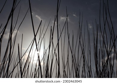 Abstract silhouette of the sun shining through reeds - Powered by Shutterstock