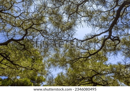 Abstract skywards view of pine trees and blue sky, Kanaiwa, Japan.