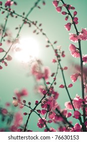 Abstract soft background with cherry blossom and sunlight in shot. Selective focus image - Shutterstock ID 76630153