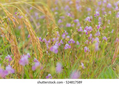 Abstract Soft Blurred And Soft Focus Of Brown Paddy Rice Seed Field With The Small Flower Of Grass Weed Foreground,Common Spiderwort,Murdannia Nudiflora,Commelinaceae,flower Weed.