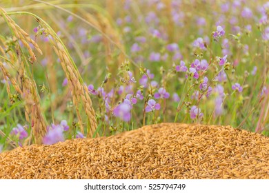 Abstract Soft Blurred And Soft Focus Dry Brown Paddy Rice Seed,brown Rice Seed Surface Texture With Brown Paddy Rice Seed Field ,the Small Flower Grass Weed,Common Spiderwort,Murdannia,background.