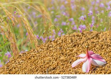 Abstract Soft Blurred And Soft Focus Panicle Of Plumeria Flower With How To Dry Method Of Brown Paddy Rice Seed ,with The Small Flower Of Grass Weed,Common Spiderwort,Murdannia,background.