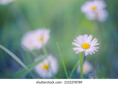 Abstract Soft Focus Daisy Meadow Landscape. Beautiful Grass Meadow Fresh Green Blurred Foliage. Tranquil Spring Summer Nature Closeup And Blurred Forest Field Background. Idyllic Nature, Happy Flowers