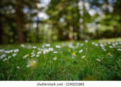 Abstract Soft Focus Daisy Meadow Landscape. Beautiful Grass Meadow Fresh Green Blurred Foliage. Tranquil Spring Summer Nature Closeup And Blurred Forest Field Background. Idyllic Nature, Happy Flowers