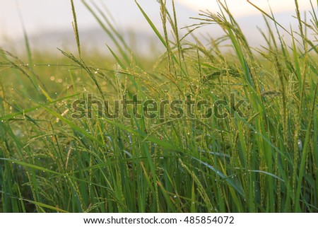 Abstract soft focus Paddy Fields with morning dew and blur background for wallpaper use , Paddy Fields