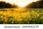 Abstract soft focus sunset field landscape of yellow flowers and grass