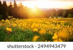 Abstract soft focus sunset field landscape of yellow flowers and grass meadow warm golden