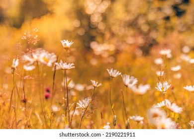 Abstract Soft Focus Sunset Field Landscape Of Yellow Flowers And Grass Meadow Warm Golden Hour Sunset Sunrise Time. Tranquil Spring Summer Nature Closeup And Blurred Forest Background. Idyllic Nature
