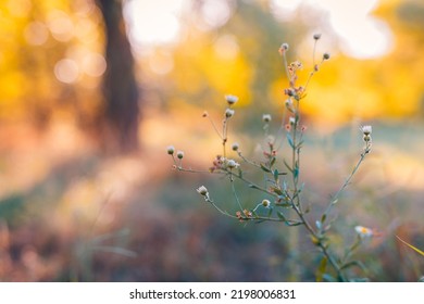 Abstract Soft Focus Sunset Field Landscape Of Wild White Flowers Grass Meadow Warm Golden Hour Sunset Sunrise Time. Tranquil Spring Summer Nature Closeup And Blurred Forest Background. Idyllic Nature