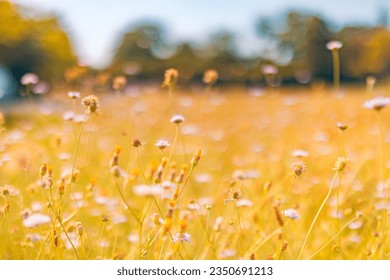 Abstract soft focus sunset field landscape of white yellow flowers grass meadow warm golden hour. Tranquil spring summer nature closeup and blurred forest background. Idyllic relaxing nature - Powered by Shutterstock