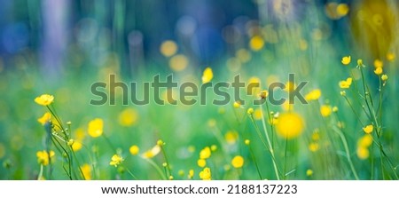 Abstract soft focus sunset field landscape of yellow flowers and grass meadow warm golden hour sunset sunrise time. Tranquil spring summer nature closeup and blurred forest background. Idyllic nature