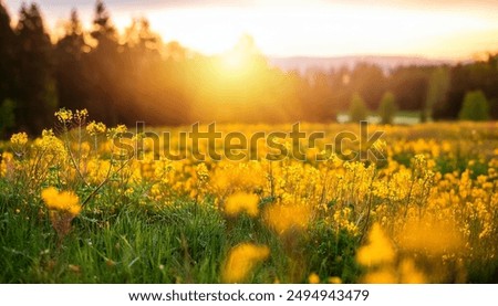 Similar – Image, Stock Photo Bright yellow fields of daffodils in bloom near the Dutch city of Alkmaar in the Netherlands