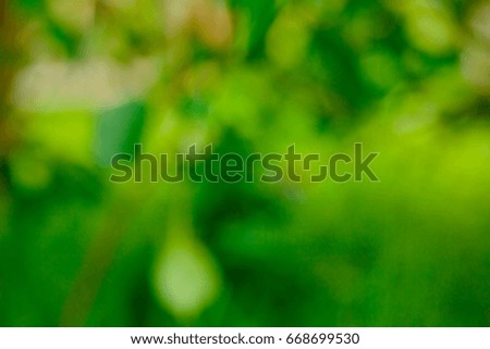 Abstract soft green background. Backdrop of green trees.