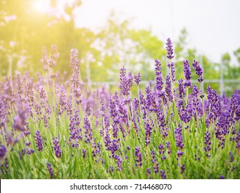 Abstract Soft Lavender Field For Background In Japan