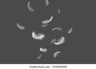 Abstract. Soft and Light Fluffy white Feathers Falling Down in The Air. Dark Gray Background.