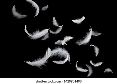 abstract, soft white feathers floating in the air. isolated on black background.