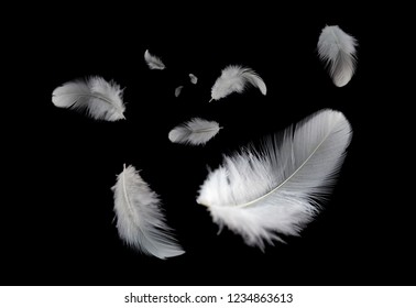 Abstract, Soft White Feathers Flying In The Dark. Black Background