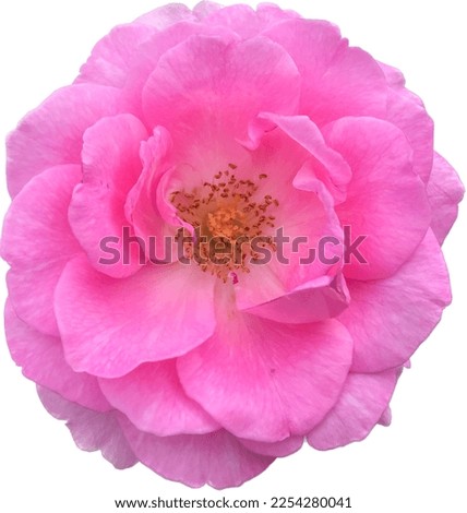 Abstract softness processed photo of pink Damask rose on white background. The single Damascene rose (Rosa damascena) in sweet pink color for perfume, elegance and valentine concept.