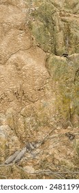 abstract soil background in the back