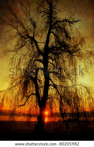 Similar – morning Deciduous tree