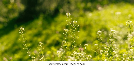 Abstract spring background with green grass and shepherd’s purse in soft focus