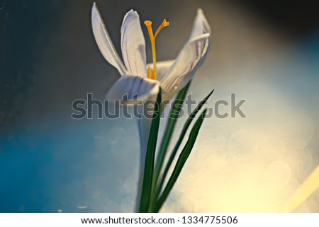 Similar – Image, Stock Photo row arrangement Plant