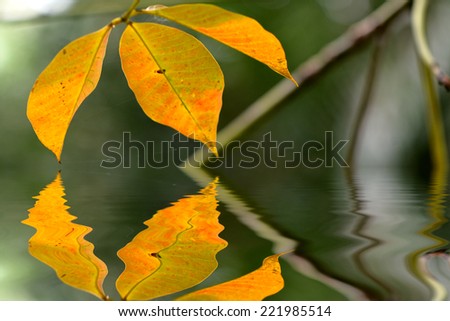 Abstract spring green background with leaves and reflection on water