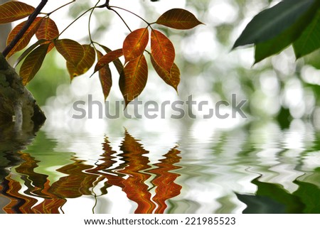 Abstract spring green background with leaves and reflection on water