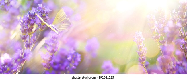 Abstrakter Frühling- oder Sommerblütenhintergrund; schöne Lavendelblume am Abend sonniger Himmel und fliegender Schmetterling; Naturlandschaft Abstrakter Hintergrund. 