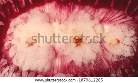 Similar – Close-Up Details Of Pink Tulip Flower