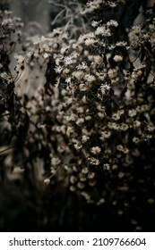 Abstract structures and patterns of a autumn garden with frost and ice coating. Secret garden of an old villa. Plants, grasses, seed and flowers in winter. Dried aster herbs.