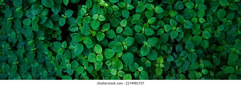 abstract stunning green leaf texture, tropical leaf foliage nature dark green background - Shutterstock ID 2174981737