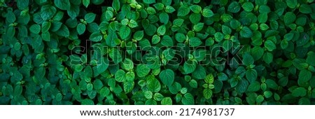abstract stunning green leaf texture, tropical leaf foliage nature dark green background