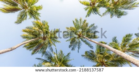 Abstract summer background of coconut colors leaves against bright sunset sky, low angle view of palm trees. Travel background concept, panoramic. Summer beach background, amazing holiday destination