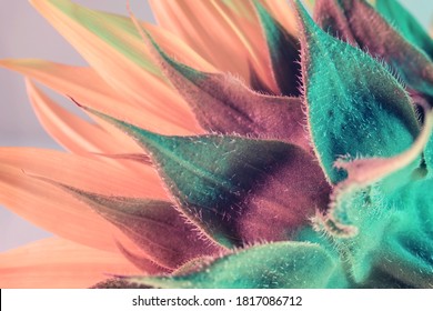 Abstract Sunflower  Plant Color Red Light. Beautiful Plant Minimal In Neon Light. Background Pattern For Design. Macro Photography View.