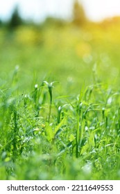 Abstract Sunny Blurry Organic Video Background. Defocus Summer, Spring Nature, Moving In Blowing Wind. Selective Focus. Vertical Photo