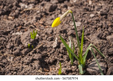 Honeyvine Milkweed Growing Cornfield Concept Herbicide Stock Photo ...