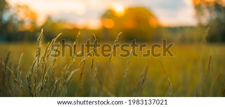 Abstract sunset field landscape of grass meadow on warm golden hour sunset or sunrise time. Tranquil spring summer nature closeup and blurred forest background. Idyllic nature scenery