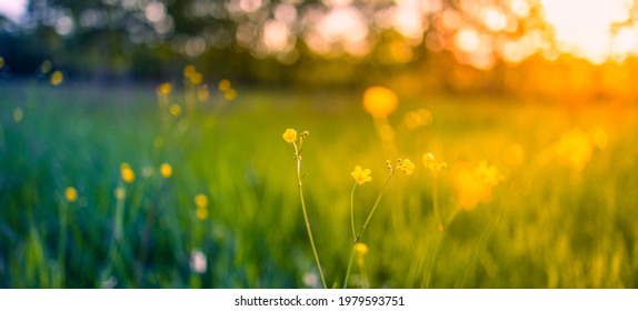 Abstract Sunset Field Landscape Of Yellow Flowers And Grass Meadow On Warm Golden Hour Sunset Or Sunrise Time. Tranquil Spring Summer Nature Closeup And Blurred Forest Background. Idyllic Nature