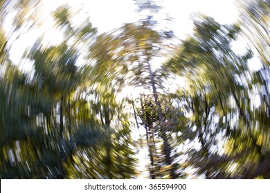 Abstract Swirl of Trees
