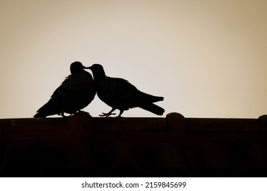 Abstract Symbol, Columba Livia Or Two Pigeons Birds In Love Privately Kissing Happy On The Roof Of The House On A Romantic Valentine's Day Under The Shadow Silhouette. Leave Space For Text Input