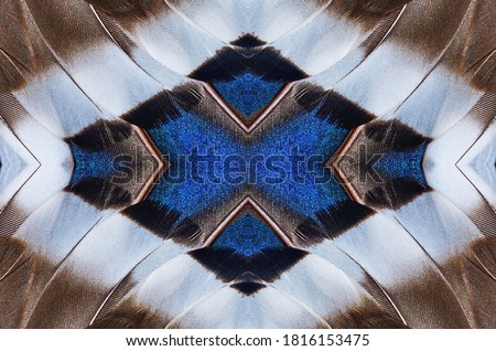Abstract symmetric pattern of blue, white and brown feathers of wild duck close-up as background. Seamless ornamental surreal tracery of bird feathers. The image with mirror effect