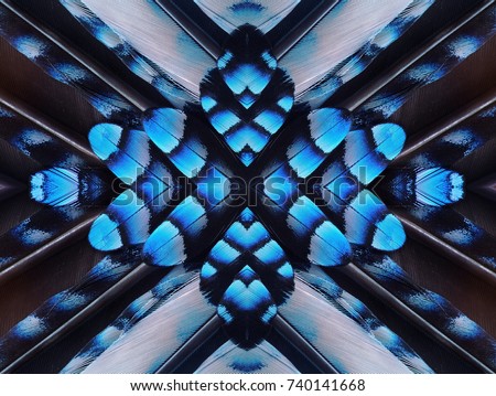 Abstract symmetric pattern of feathers of Eurasian jay with blue stripes close-up as background. The texture of the wing feathers. The image with mirror effect. Kaleidoscopic abstract pattern.