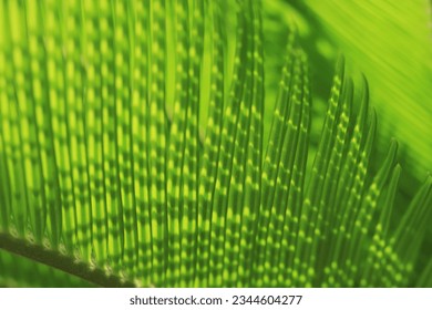 Abstract texture background. Beautiful light shadow on a large palm leaf. Striped palm foliage in rain forest. Green pattern. Summer banner with palm foliage. Close up green leaf texture. Jungle