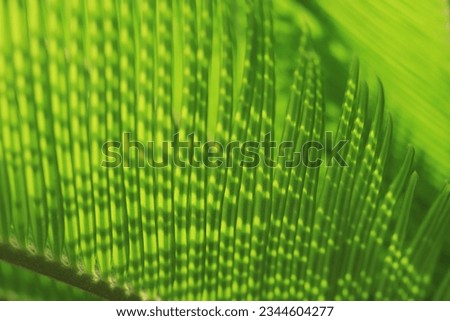 Abstract texture background. Beautiful light shadow on a large palm leaf. Striped palm foliage in rain forest. Green pattern. Summer banner with palm foliage. Close up green leaf texture. Jungle