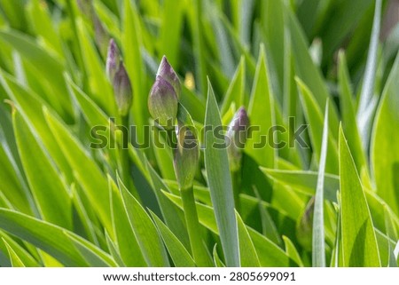Abstract texture background of budding bearded iris (iris germanica) flowering plants in spring