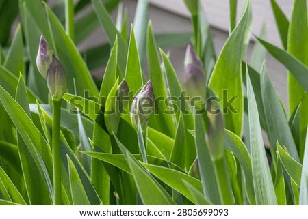 Abstract texture background of budding bearded iris (iris germanica) flowering plants in spring
